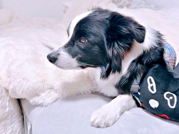 真剣にDVDを見るレティちゃん（画像提供：レティ ボーダーコリーさん）