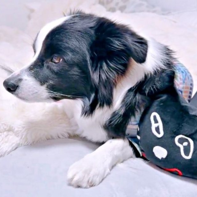 真剣にDVDを見るレティちゃん（画像提供：レティ ボーダーコリーさん）