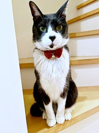 階段上にちょこんと座るこてつくん（画像提供：お母ちゃん こてつ ぜんさん）