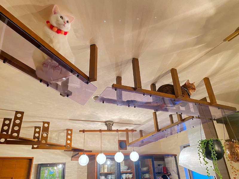 スケルトンキャットウォークは猫にも人にも大好評