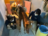 吊り上げ機着用時のカッピー（神戸市立王子動物園提供）