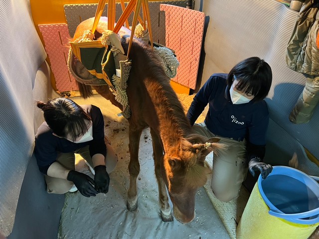 吊り上げ機着用時のカッピー（神戸市立王子動物園提供）