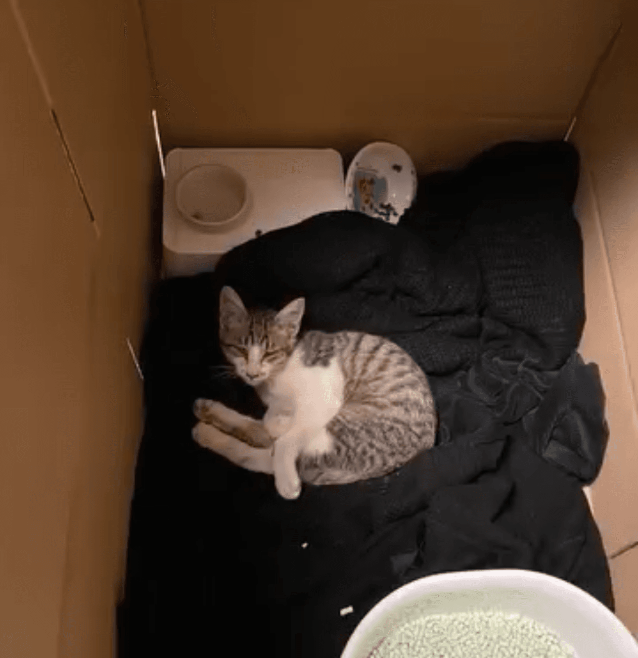 物置の下で必死に鳴いていたそぼろくん（画像提供：おかかとそぼろの成長記録さん）