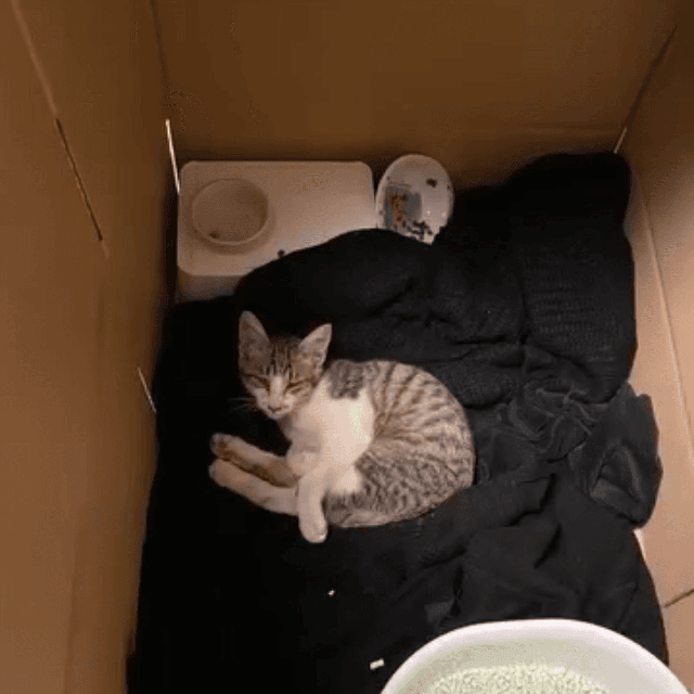 物置の下で必死に鳴いていたそぼろくん（画像提供：おかかとそぼろの成長記録さん）