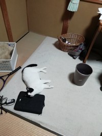 稲刈り中の息子さんの部屋でくつろぐヌンヌンちゃん（提供写真）