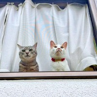 仲良くニャルソック♡（左から）実家で暮らすななちゃん、投稿主さんと帰省した愛猫さん（画像提供：KALEIDOSCOPE（カレイドスコヲプ）さん）
