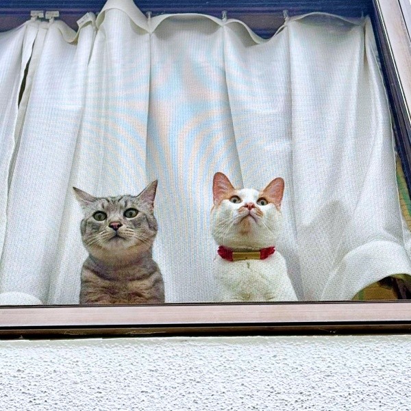仲良くニャルソック♡（左から）実家で暮らすななちゃん、投稿主さんと帰省した愛猫さん（画像提供：KALEIDOSCOPE（カレイドスコヲプ）さん）