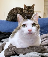 先住猫のココちゃん（奥）とリボンちゃん（右）（画像提供：ココ･リボンさん）