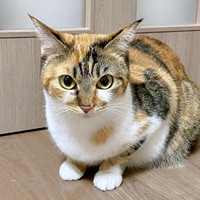 素敵なレディのたたずまい♡ 飼い主さんをみつめるひなちゃん（画像提供：ひなてまリンさん）