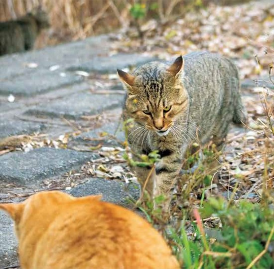 「イキってるネコ」より（沖昌之撮影、辰巳出版提供）