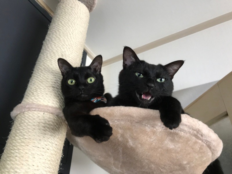 福島（原発20キロ圏内）の猫の保護や世話に通っていたカメラマンの太田さんが連れて来たノイアー（左）と、カイザ。ノイアーは太田さんの著書『しろさびとまっちゃん　福島の保護猫と松村さんの、いいやんべぇな日々』(KADOKAWA）の「さび」の孫にあたる