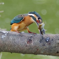 アグレッシブ…!!（画像提供：ポークジンジャーさん）