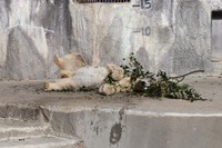 枝をもらったユキ（20260111 浜松市動物園提供）