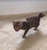 二本足で上手に走る親兵衛ちゃん＝親兵衛（しんべえ）（@shin_bei22）さん