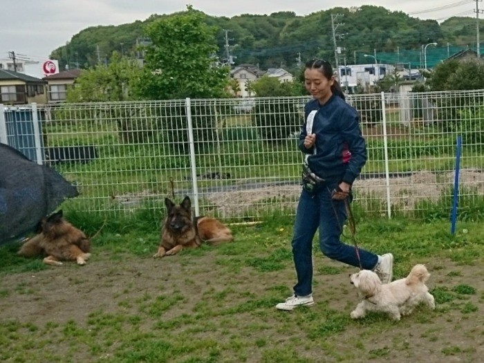 ハニーパンは訓練とともに緊張から潑剌とした表情に。「理解力がありトレーニングに向いている」と先生から言われたそう。（写真は２０１８年）