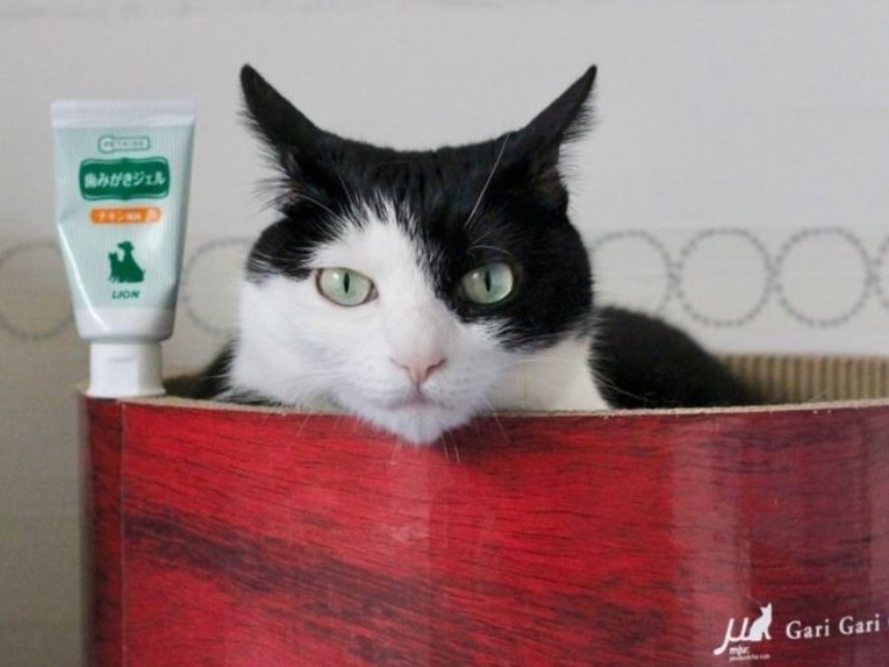 「はあ～。あたしの息をかぎたい？」。歯磨きジェルのキャンギャルみたいな、いちちゃん