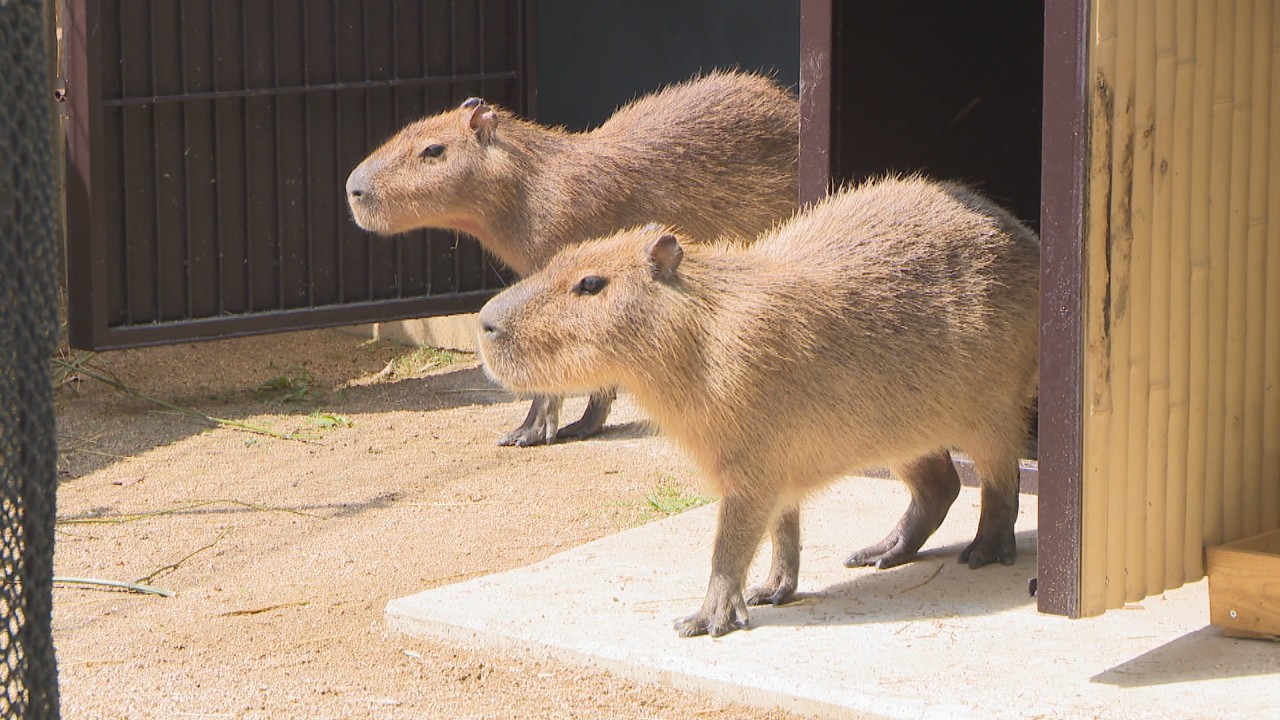 露天風呂大好き 池田動物園でカピバラの一般公開始まる 岡山市 Ksbニュース Ksb瀬戸内海放送 露天風呂大好き 池田動物園でカピバラの一般公開始まる 岡山市 Ksbニュース Ksb瀬戸内海放送