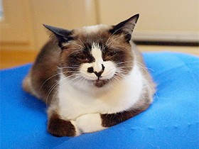 猫ベッドの取り合いは負け知らず　のびのび暮らす「あんこ」