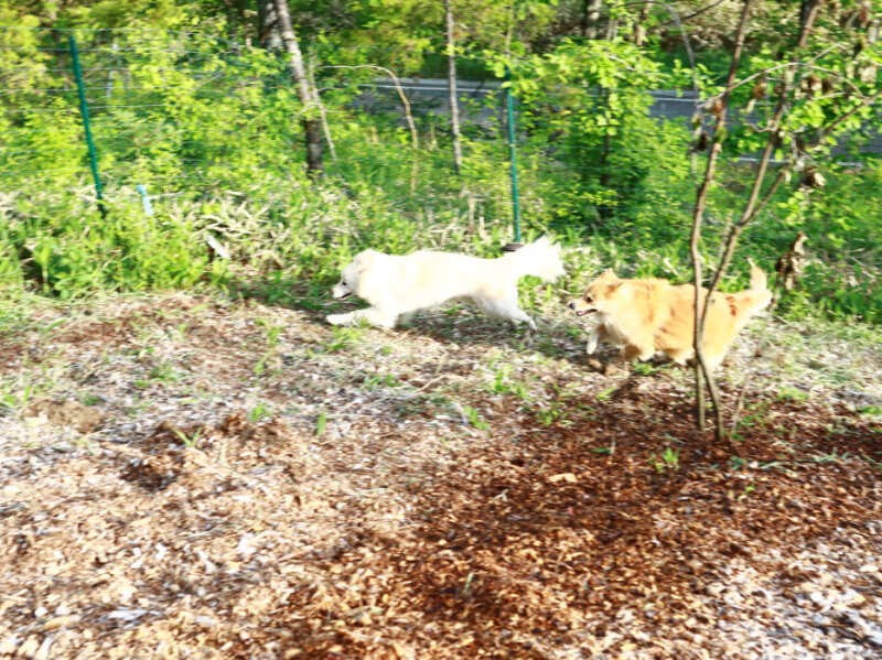 頑張って作ったドッグランにて