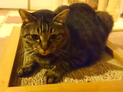 猫が家にやって来る！　あれもこれも買わなくちゃ