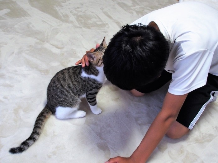愛猫を亡くした半年後 子猫の仲良し兄弟を迎えた 犬 猫との幸せな暮らしのためのペット情報サイト Sippo