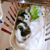 2024年5月13日、保護時のむぎちゃん（画像提供：あるくきくらげさん）