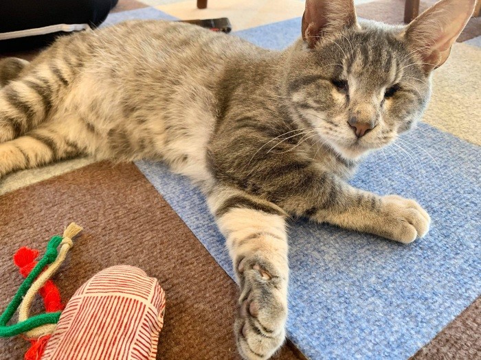 ナンくんは物怖じしない性格「（ねこかつ提供）