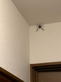 自宅の天井に現れた大きなクモ（山田伊純さん提供）