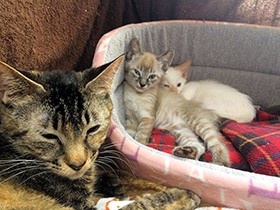 子犬・子猫の販売「生後８週は禁止」　議連が規制案