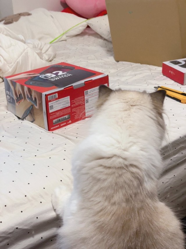 「Switch 2」を検品中のレアちゃん。この後、「ダンボール」の方に吸い込まれていったそうです（画像提供：レアさん）