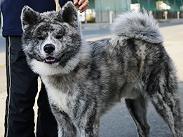 秋田犬が国内より海外で大人気！　中国では富裕層のシンボル