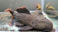 飼育しているプレコ/ちゃんつるさん（@chantsuru_aqua）提供