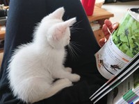 図鑑に見入る音ちゃん