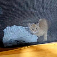 保護直後、推定3、4歳だったちゃあさん（画像提供：床さん）