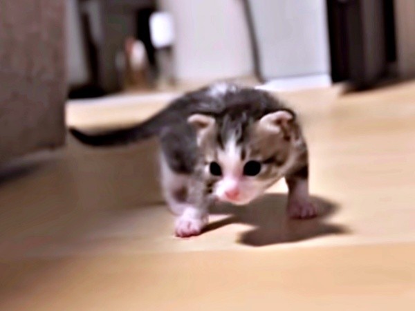 床上をよちよち歩くようになったにものちゃん（画像提供：にものちゃんねる【保護猫日記】さん）