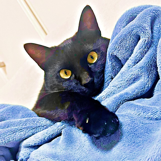 「寝ぐせ職人」の異名をもつすずりちゃん（画像提供：黒猫のすずりさん）