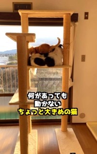 降りるためターくんの足台にされても動じないアグちゃん（直美さん提供、Instagramよりキャプチャ撮影）