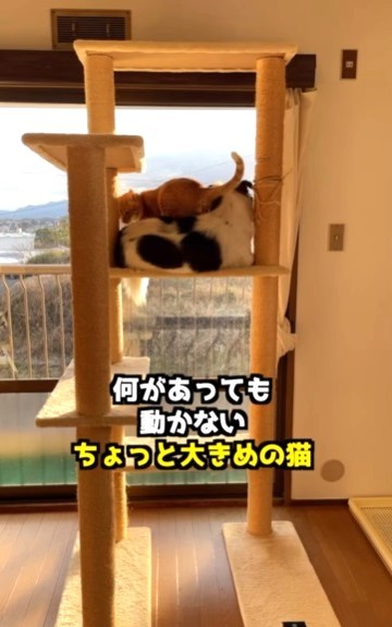 降りるためターくんの足台にされても動じないアグちゃん（直美さん提供、Instagramよりキャプチャ撮影）