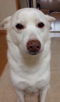 ふぅちゃんの先代犬・はなちゃんは、ふぅちゃんのお母さんによく似ていたという
