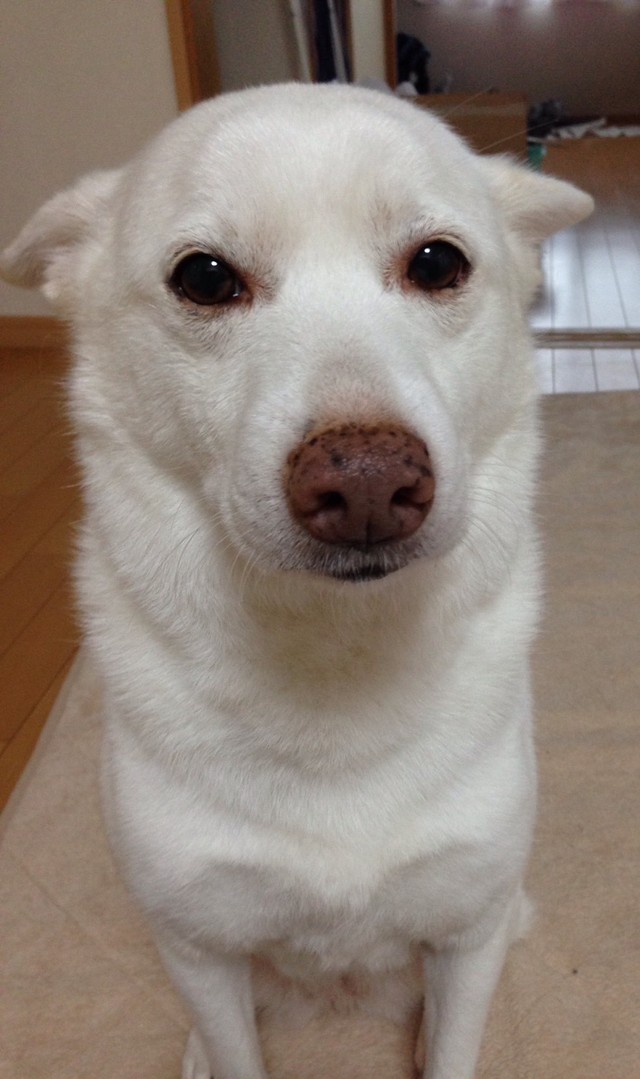 ふぅちゃんの先代犬・はなちゃんは、ふぅちゃんのお母さんによく似ていたという