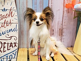 家でも外でも思い切り走る　活発なパピヨン「ルナ」