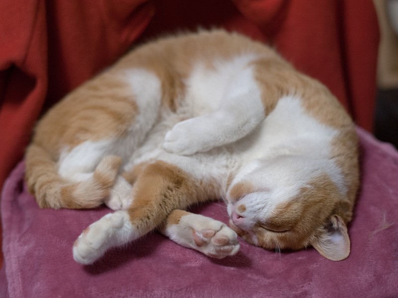 「Sさんちのコタツは温かいな、むにゃむにゃ」（小林写函撮影）