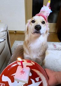 4歳の誕生日を祝ってもらうチャロちゃん（画像提供：雑種犬チャロさん）