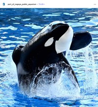 シャチのアース、ど迫力のジャンプ（名古屋港水族館公式インスタグラム、2024年12月の投稿から）