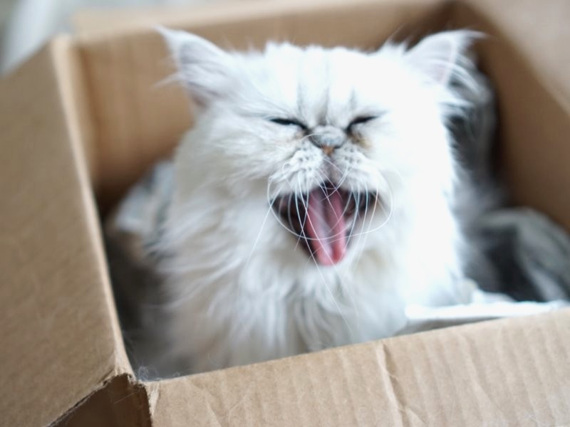 「ペルシャ戦隊７５番　今は幸せー」