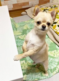 家族のご飯をもらえるかなと期待するてんくん（画像提供：てん（6）さん）