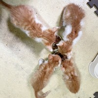 お迎え時、きょうだいでご飯を食べる月ちゃん（画像提供：たちつてとさん）