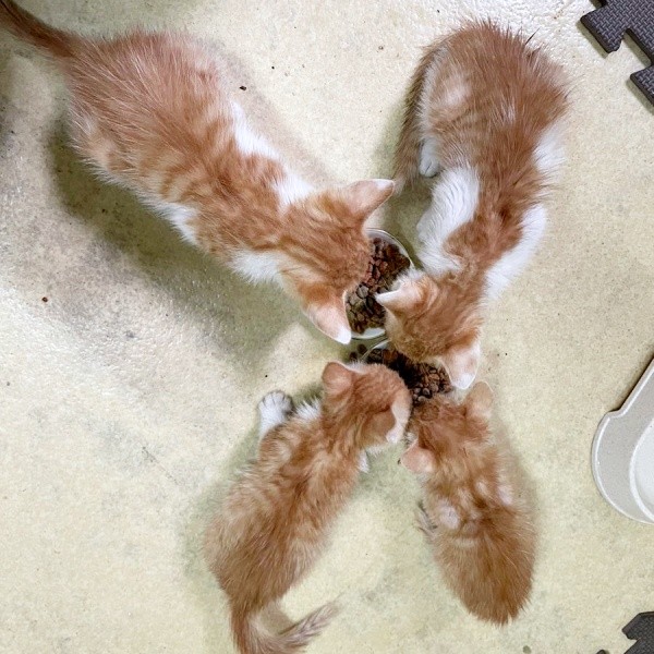 お迎え時、きょうだいでご飯を食べる月ちゃん（画像提供：たちつてとさん）