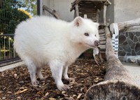 起きている時のアキラさん　写真提供：周南市徳山動物園