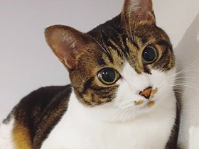 何してるの？棚の上から観察しよっと　ミックス猫「うずら」